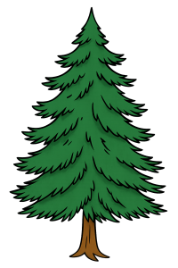 Auf dem Bild sieht man einen ungeschmückten Tannenbaum.